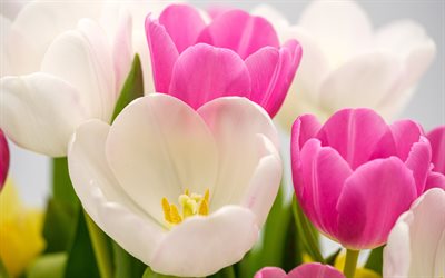 tulips, 4k, pink tulips, white tulips, tulip buds, tulips background, spring flowers background