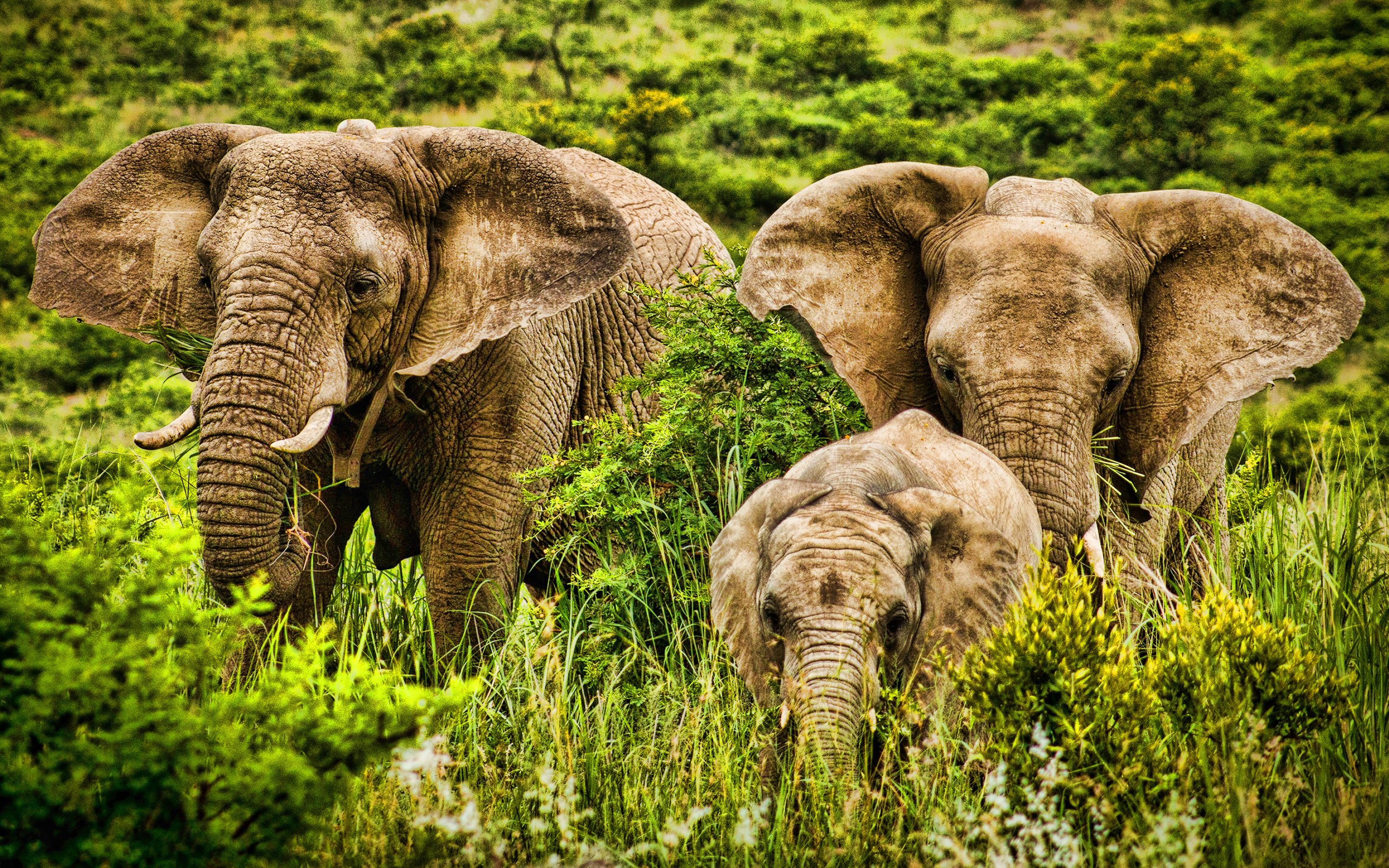 Elephant present. Африканский саванный слон. Слоны в природе. Семья слонов. Красивые слоны.