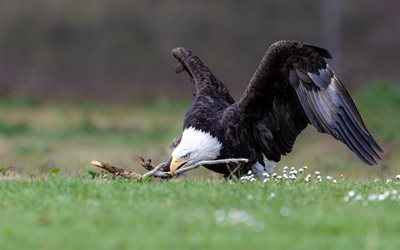 bald eagle, 4k, vilda djur, rovf&#229;glar, &#246;rn, usa, nordamerika, bald eagle in flight