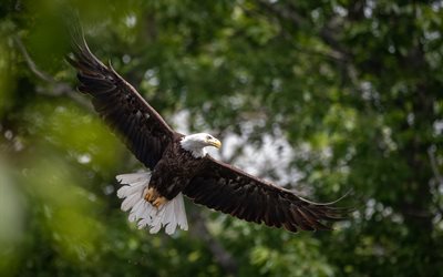 bald eagle, wingspan, beautiful birds, bald eagle in flight, North America, USA, birds of prey