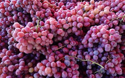 uvas rosadas, 4k, frutas, vendimia, fondo con uvas, verano, uvas, racimo de uvas