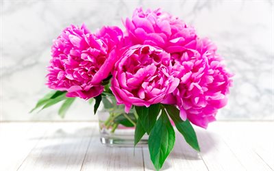 bouquet de pivoines roses, beau bouquet rose, pivoines, arri&#232;re-plan avec pivoines, fleurs de printemps, pivoines roses