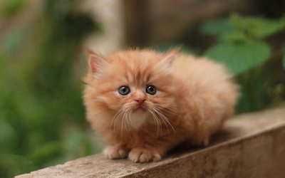赤いふわふわの子猫, 小さなかわいい動物, 子猫, かわいい動物, ペット, 猫