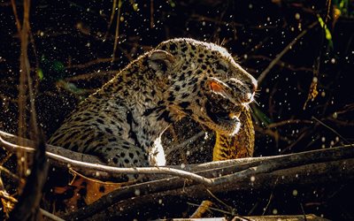 jaguar, faune, pr&#233;dateur, chasse, chat sauvage, jaguar en chasse, animaux dangereux, jaguars