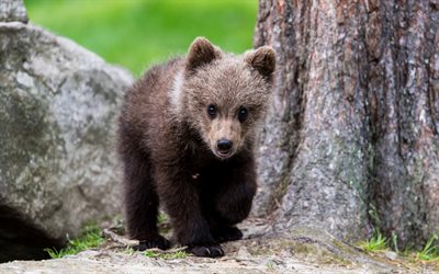 petit ours, pr&#233;dateur, animaux mignons, ours, faune, animaux sauvages, ourson
