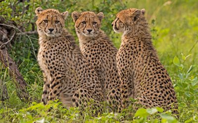 4k, drei geparden, savanne, wildtiere, afrika, raubtiere, geparden, acinonyx jubatus