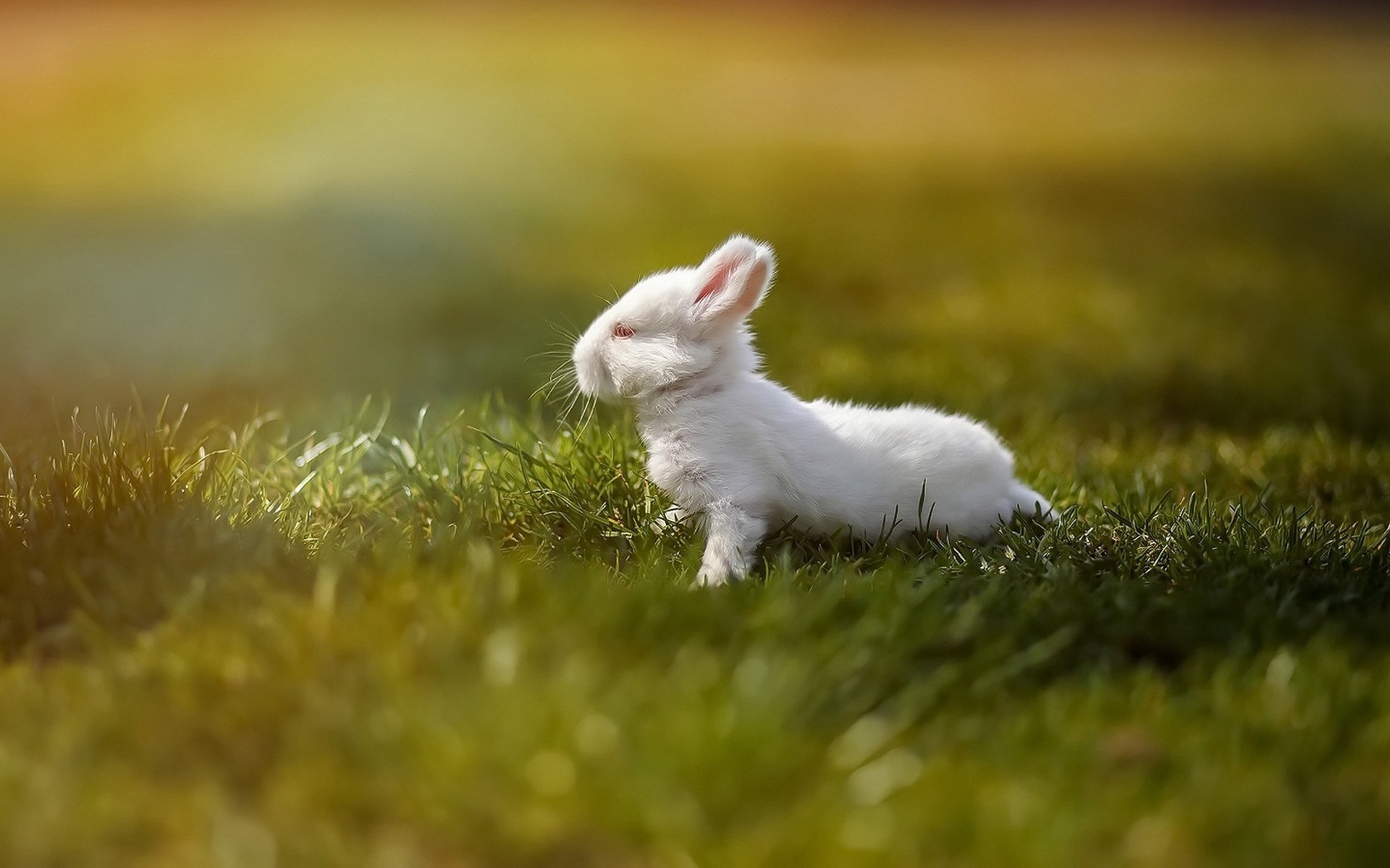 Маленькие солнечные зайчики. Кролик. Белый кролик. Красивый заяц. Милые зайчики.