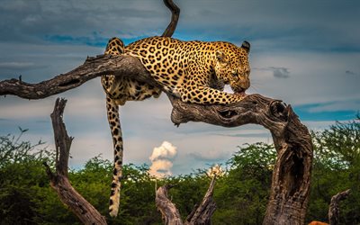 4k, leopard on tree, savannah, wildlife, Africa, predators, leopards, Panthera pardus
