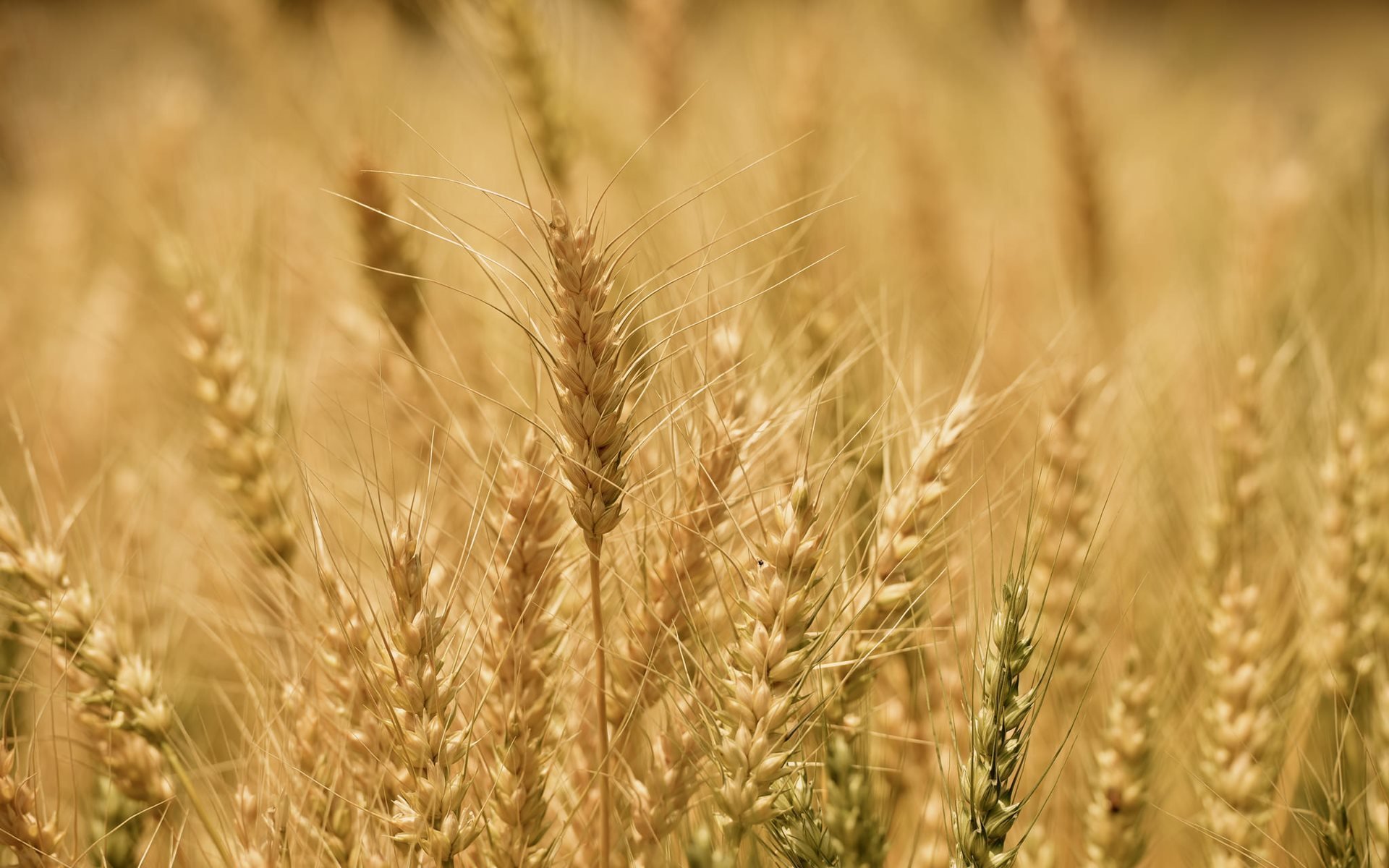 Harvest Gold. Wheat spikelet. Tarla. Barley spikelets: a - Double Row; b - Multi Row. Natural harvest