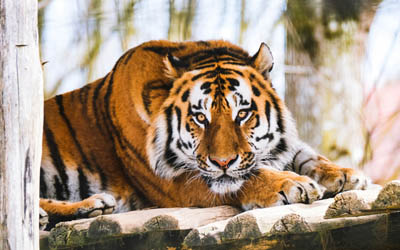 tiger, wild cat, wildlife, calm tiger, dangerous animals, tigers, Asia
