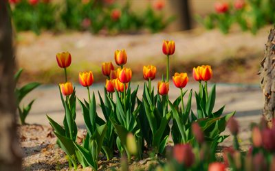 4k, orange red tulips, spring flowers, wildflowers, red tulips, flower bed, tulips
