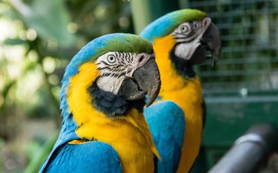 4k, ara blu e gialla, coppia di pappagalli, pappagallo sudamericano, ara blu e oro, bellissimi uccelli, pappagalli, ara