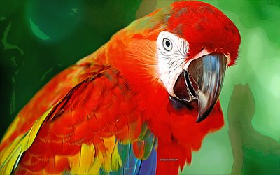Scarlet macaw, 4k, vector art, Scarlet macaw drawing, creative art, Scarlet macaw art, vector drawing, abstract birds, parrots, macaw
