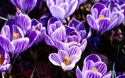 crocus violets, fleurs de printemps, crocus, crocus violets blancs, arri&#232;re-plan avec crocus, 4k