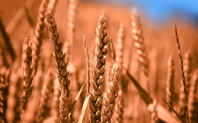 wheat, close-up, spikelets, bokeh, summer, ripe wheat, spikelets of wheat