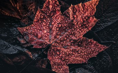 maple red leaf, autumn leaf, rain, water drops on a leaf, maple leaf