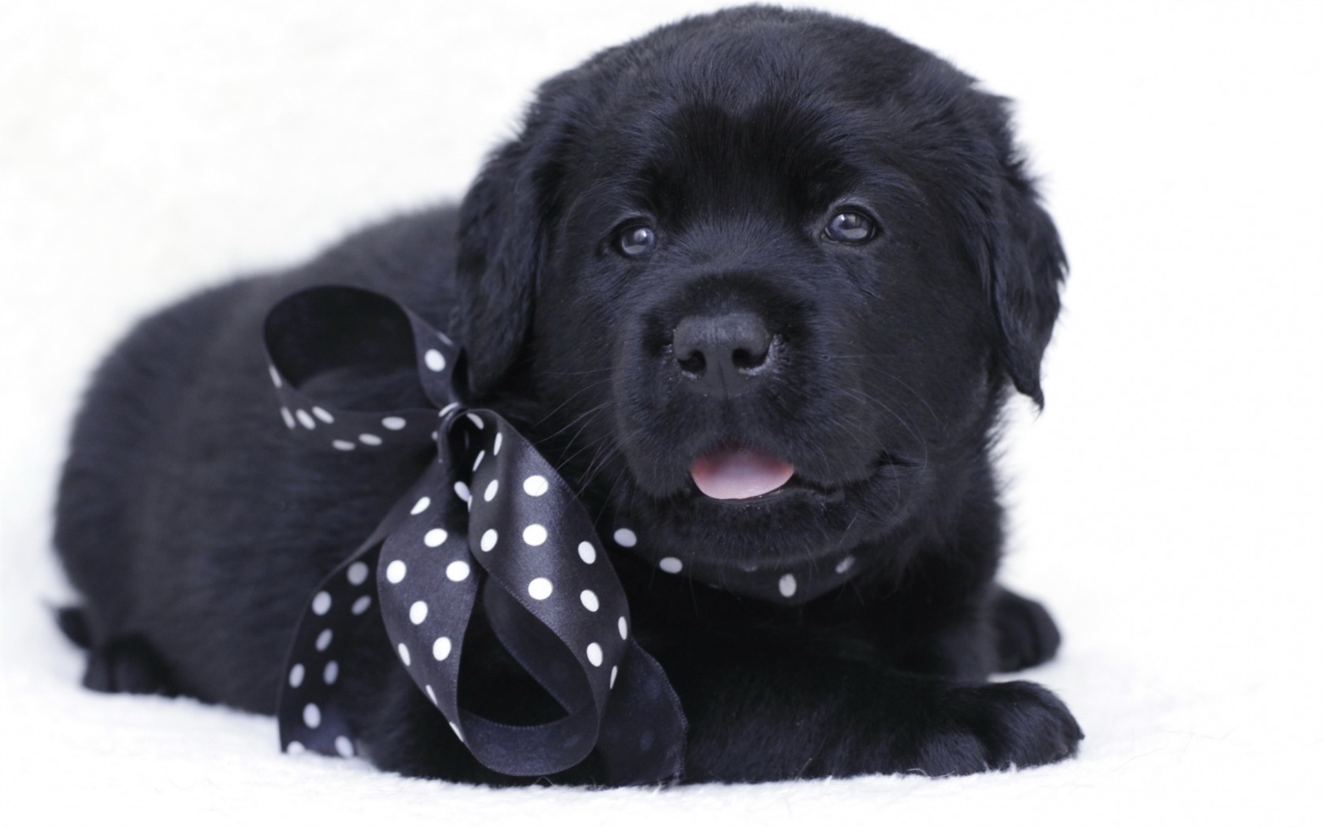 Кличка собаки черного цвета. Лабрадор черный. Лабрадор черный щенок. Лабрадор ретривер черный. Лабрадор ретривер черный щенок.