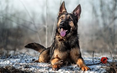 German Shepherd, winter, snow, beautiful dog, pets, dogs