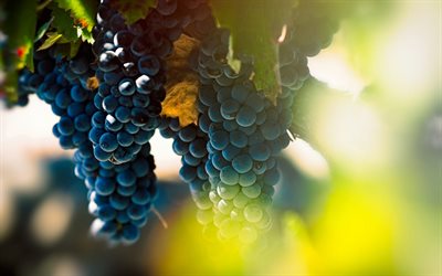 grapes, evening, sunset, vineyard, bunches of grapes, fruits, summer, grapes concepts