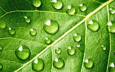 hoja verde con gotas, 4k, macro, texturas naturales, texturas 3d, texturas de hojas, fondo con hojas, gotas de agua, patrones de hojas, hoja verde
