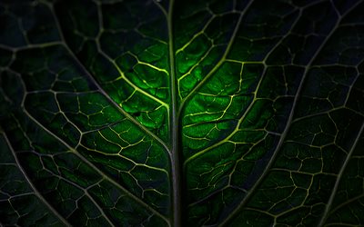 feuille verte, macro, textures 3d, textures de feuilles, arri&#232;re-plan avec feuille, motifs de feuilles, textures naturelles