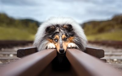 Collie, hundar, Skotsk Vallhund, rails, j&#228;rnv&#228;gen