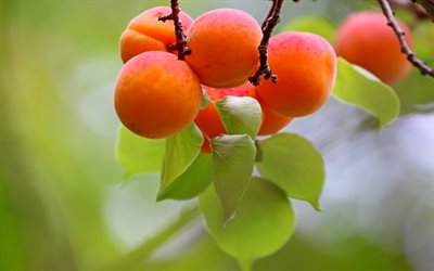 les abricots, 4k, les fruits, les abricots sur une branche, l abricotier, l &#233;t&#233;, l arri&#232;re-plan avec les abricots
